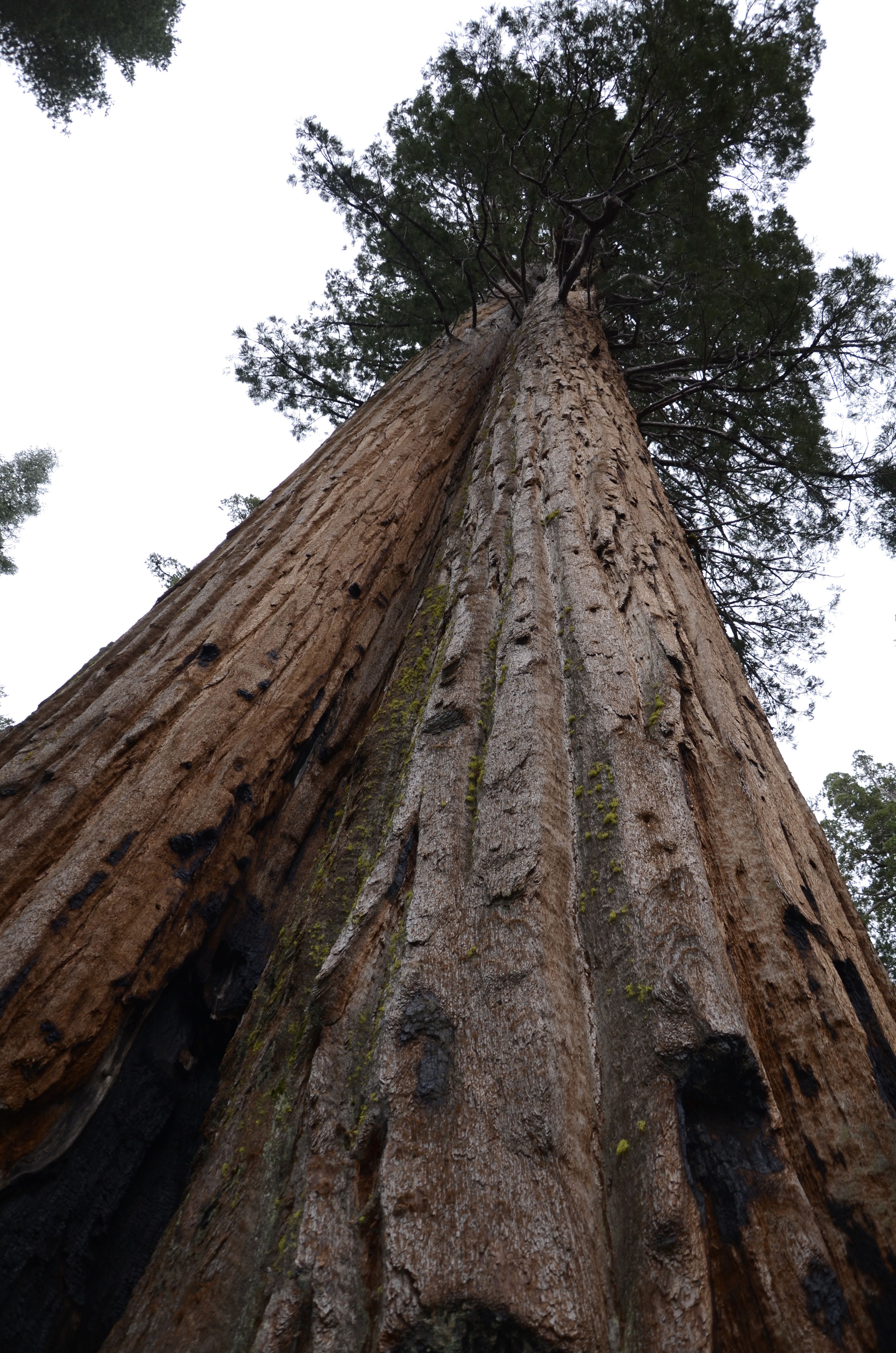 Old Growth Forests